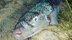 Planète - Espèce invasive et surtout toxique, le «poisson-lièvre» gagne du terrain en Méditerranée