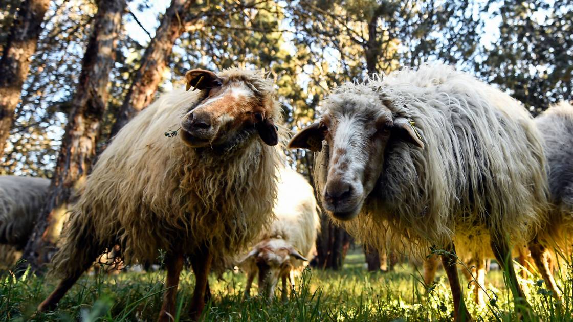 Planète - Espagne: Une brigade de 500 moutons veille sur le plus grand parc de Madrid