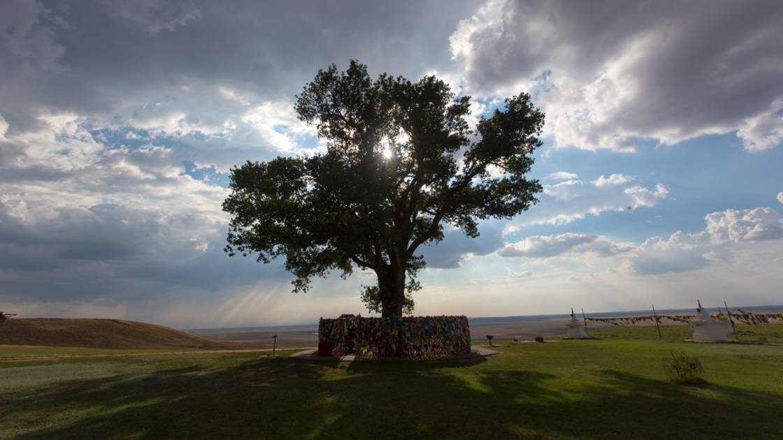 Planète - Votez pour élire l'arbre européen de l'année 2020