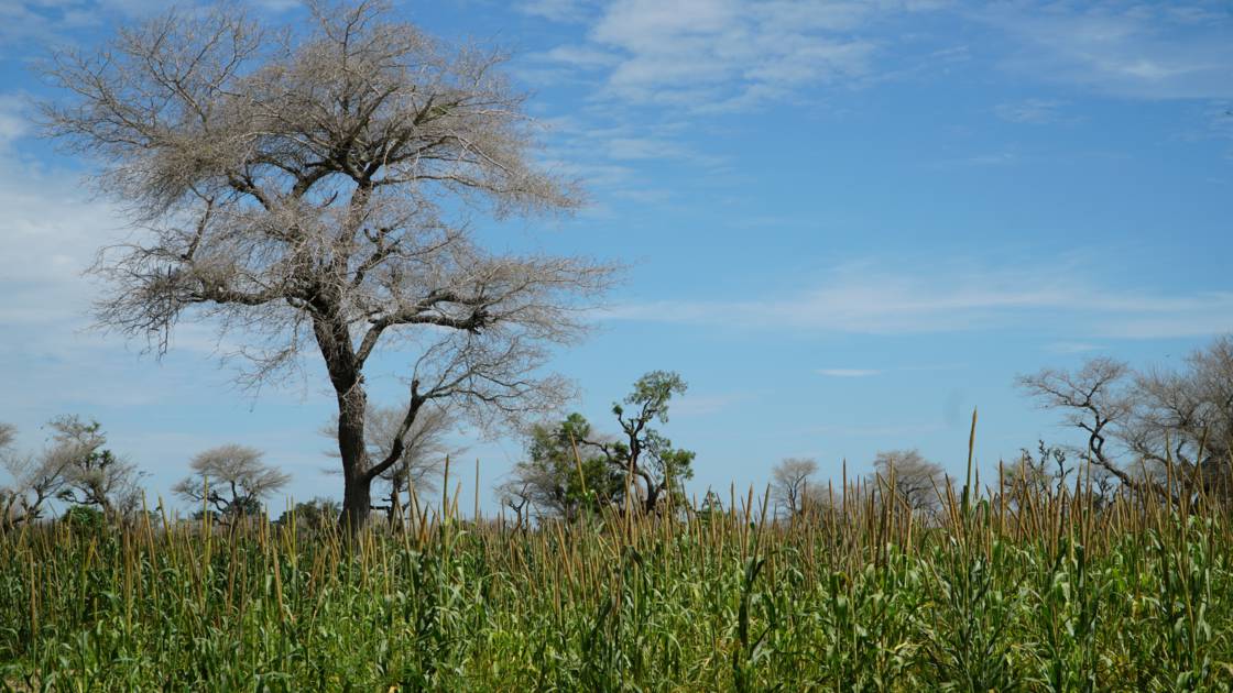 Planète - Afrique: Faidherbia Albida, arbre refuge de l'agriculture sahélienne