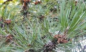 Algérie (Parc national du Djurdjura) - PRÉSERVATION DES ESPÈCES ENDÉMIQUES: Plantation d’une vingtaine de pins noirs à Tala Guilef