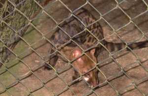 AÏN-SEFRA (Naâma) - Lâcher d’une genette