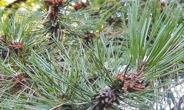 Algérie (Parc national du Djurdjura) - PRÉSERVATION DES ESPÈCES ENDÉMIQUES: Plantation d’une vingtaine de pins noirs à Tala Guilef