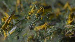 Planète (Afrique) - Les essaims de criquets en Afrique de l'Est atteignent le Soudan du Sud