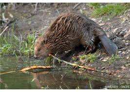 Planète (Biodiversité) - Une nouvelle étude montre comment le castor protège des inondations et redonne vie à certaines espèces