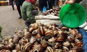 Algérie (Biodiversité) - L'escargot, caviar rampant inonde le marché à Oran