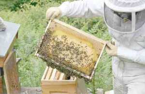 EXTINCTION DES ESSAIMS D’ABEILLES - Tizi Ouzou: les apiculteurs tirent la sonnette d’alarme