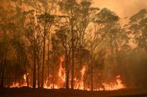 Australie : un cinquième des forêts ont disparu dans les incendies
