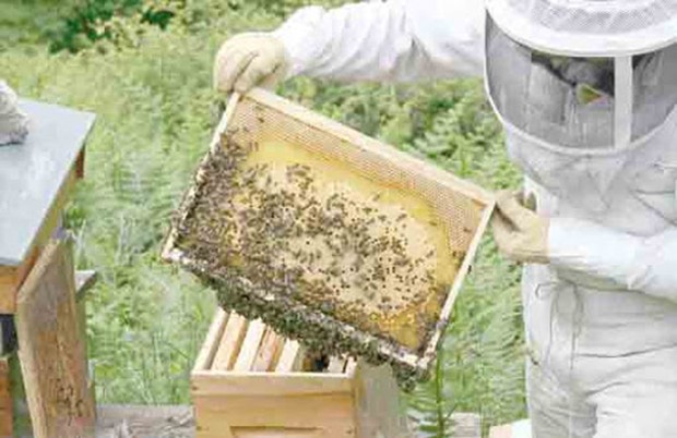 EXTINCTION DES ESSAIMS D’ABEILLES - Tizi Ouzou: les apiculteurs tirent la sonnette d’alarme