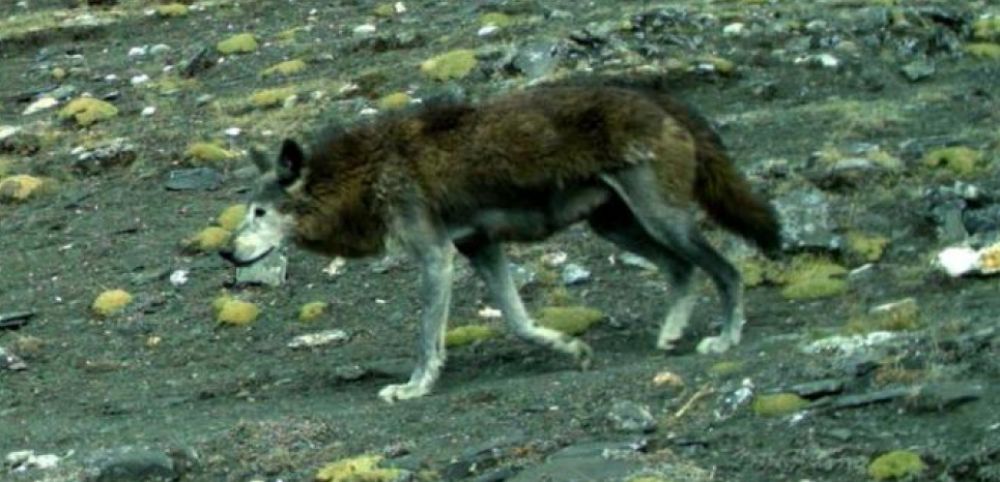 La vie en altitude a créé une nouvelle espèce de loup