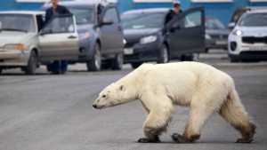 Planète - Dans l'Arctique russe, le cannibalisme en hausse chez les ours blancs à cause du réchauffement climatique
