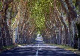 Mila - L’association Mila Verte prévoit la plantation de 500 platanes