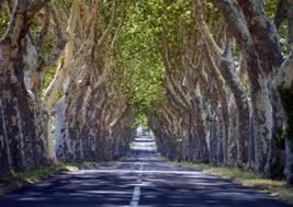 Mila - L’association Mila Verte prévoit la plantation de 500 platanes