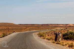 La vie bédouine à El-Bayadh, entre préservation d'un legs et rudesse de la nature