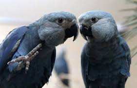 Planète - Brésil: Une cinquantaine d’aras de Spix, une espèce menacée de perroquets, rapatriés depuis l’Allemagne