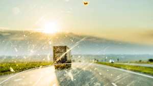 Planète - Moins d'insectes qui s'écrasent sur votre pare-brise ? Le signe d'une baisse considérable de leur nombre en Europe