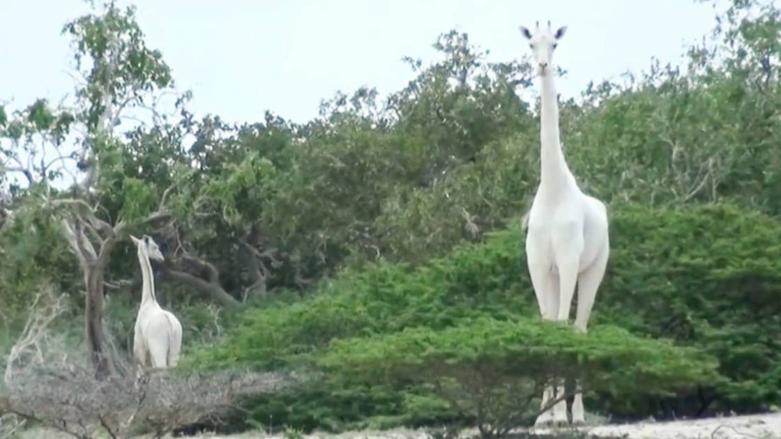 Planète (Afrique) - Kenya : l'unique girafe blanche femelle tuée par des braconniers