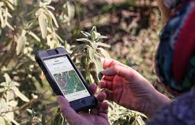 Planète (France) - Montpellier: Avec l'application PlantNet, on peut identifier une fleur en la prenant en photo