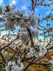 En attendant les cerises !