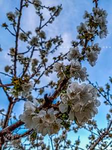 Tlemcen: Un «plateau» de cerises