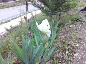 Constantine – L’iris à fleur blanche à Djenane Dardar est en fleur