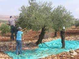 Tlemcen - L'olive fait recette  Campagne oléicole satisfaisante