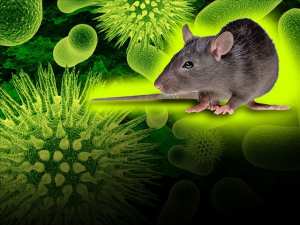 Hanta­vi­rus : une nouvelle menace biologique fait déjà une victime en Chine