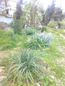 Constantine – L’Asphodèle blanc de Djenane Dardar en fleur