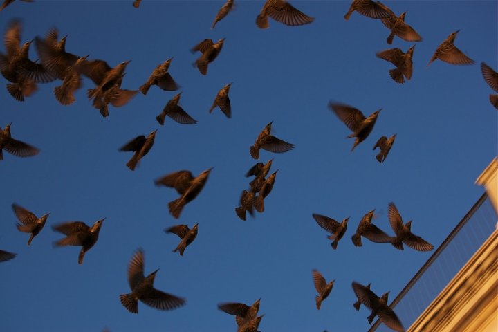 Planète - Pandémie du corona virus: Le confinement, un répit pour les animaux sauvages