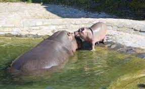 Planète - Belgique: Naissance d’un petit hippopotame au parc animalier Pairi Daiza