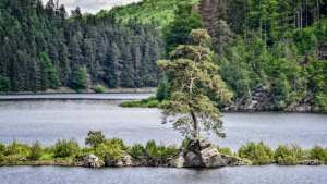 Planète - Le concours de l'arbre européen de l'année dévoile son palmarès 2020