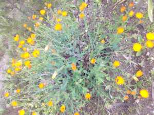 Constantine – Le Souci des hauteurs de Grarem Gouga à Djenane Dardar