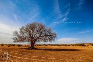 BERRIANE, Conservation des forêts «El-Botma» ou le pistachier de l’Atlas
