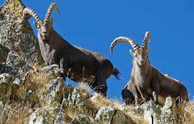 Planète (France) - Coronavirus: Gypaète barbu, tétras-lyre, crapaud… La faune sauvage du Mercantour respire durant le confinement