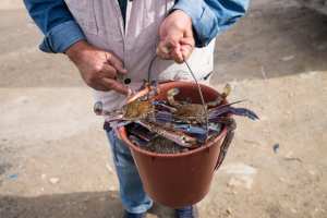 Planète (Maghreb) - Tunisie, le crabe «Daech», une espèce invasive, bouleverse le quotidien des pêcheurs