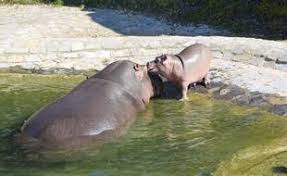 Planète - Belgique: Naissance d’un petit hippopotame au parc animalier Pairi Daiza