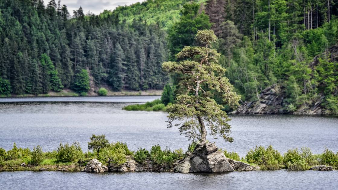 Planète - Le concours de l'arbre européen de l'année dévoile son palmarès 2020