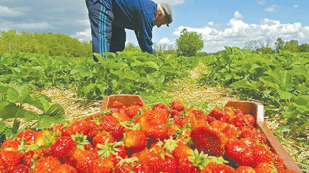 Algérie - CULTURE DE LA FRAISE: La désillusion des producteurs à JIJEL