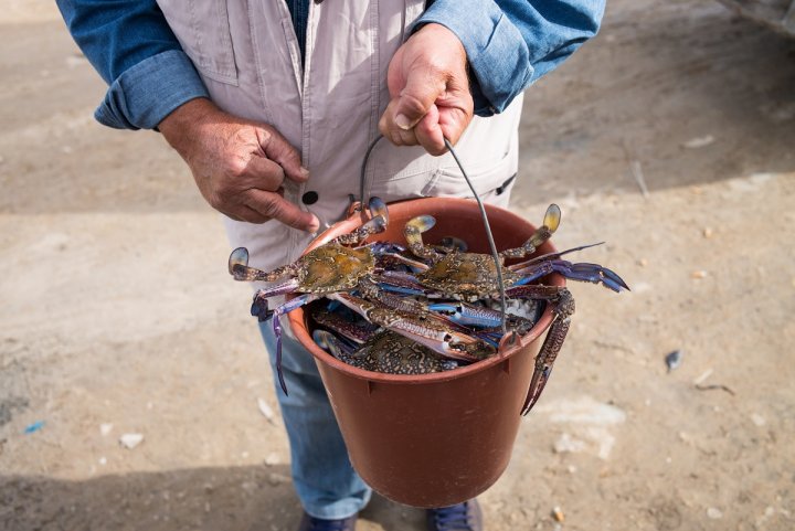 Planète (Maghreb) - Tunisie, le crabe «Daech», une espèce invasive, bouleverse le quotidien des pêcheurs