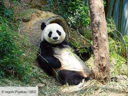 Planète - La minute écologique: les espèces parapluies au secours de la nature