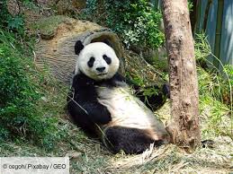 Planète - La minute écologique: les espèces parapluies au secours de la nature