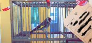 Planète (France) - Tarn-et-Garonne: Des oiseaux détenus illégalement saisis par des gendarmes en patrouille