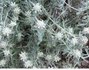 وصفات من الطب الشعبي