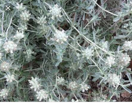 وصفات من الطب الشعبي