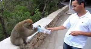 Algérie - LE SPECTACLE EST DES PLUS CAPTIVANTS: Des singes magots affamés envahissent la corniche à Jijel