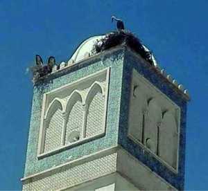 EN RAISON D’OPÉRATIONS DE RAVALEMENT: Alerte au saccage de nids de cigognes à Biskra