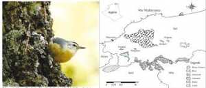 Algérie (Ornithologie) - Découverte de trois nouveaux biotopes de la Sittelle kabyle