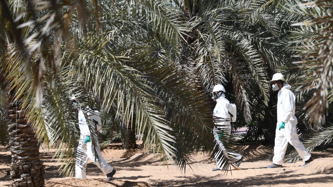 Planète - Aux Emirats, la bataille contre l'insecte tueur de palmiers-dattiers