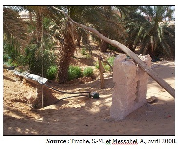 Talmine : la survie d’une oasis dans l’Erg occidental (Algérie)