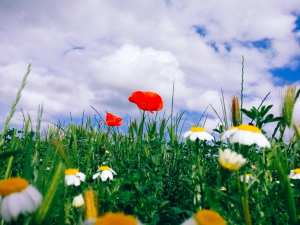 نبذة عن القرية